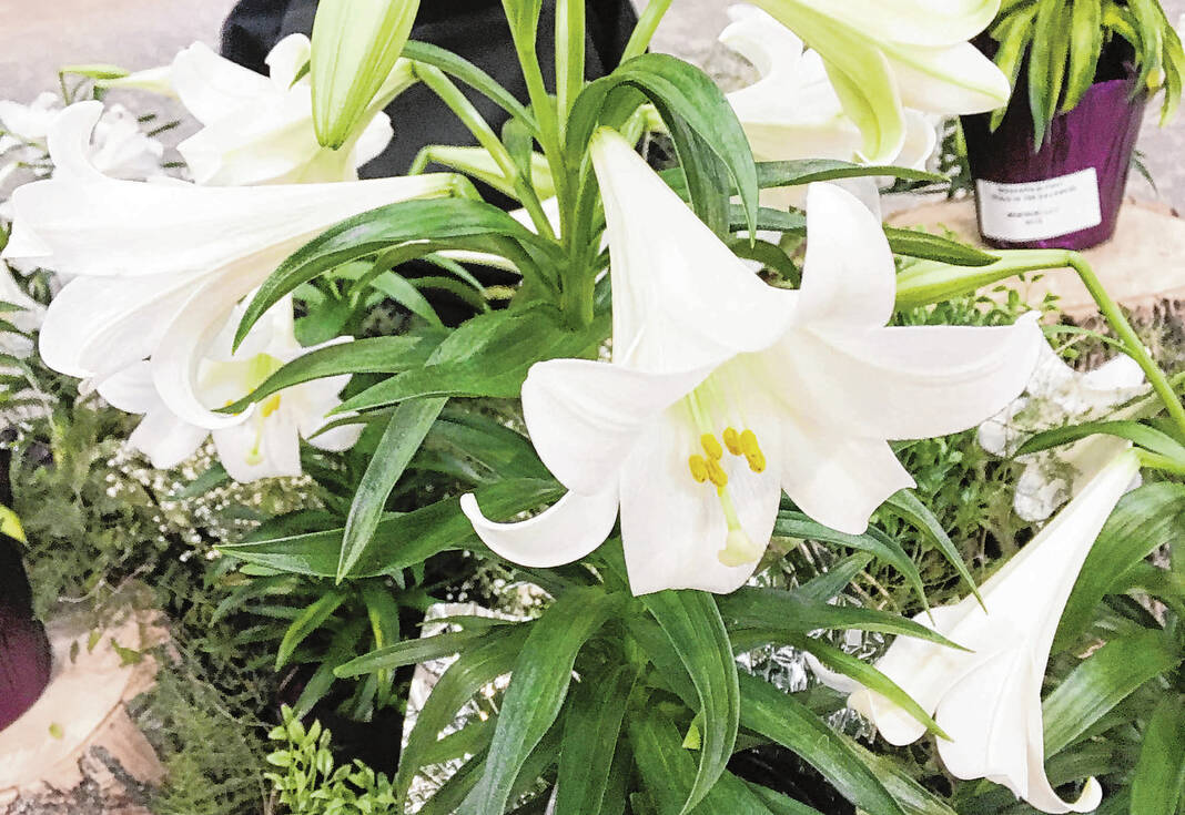 Bringing a lily home from Easter service? Here’s how to keep it growing – The Daily Reporter